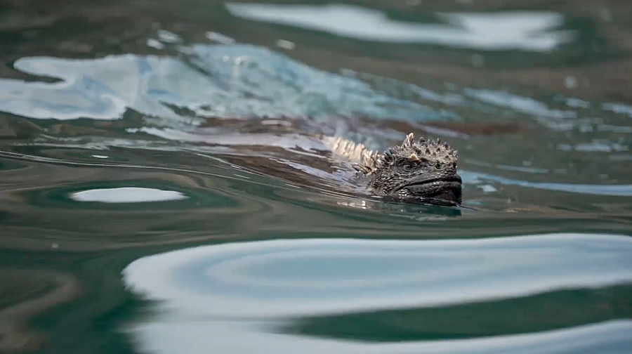 游泳鬣蜥